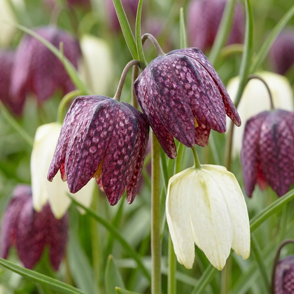 Green boutiQ - 240x Fritillaria Meleagris Mix - Fritillaire pintade en mélange - Violet et Blanc - Bulbe naturalisant - Calibre 6/7