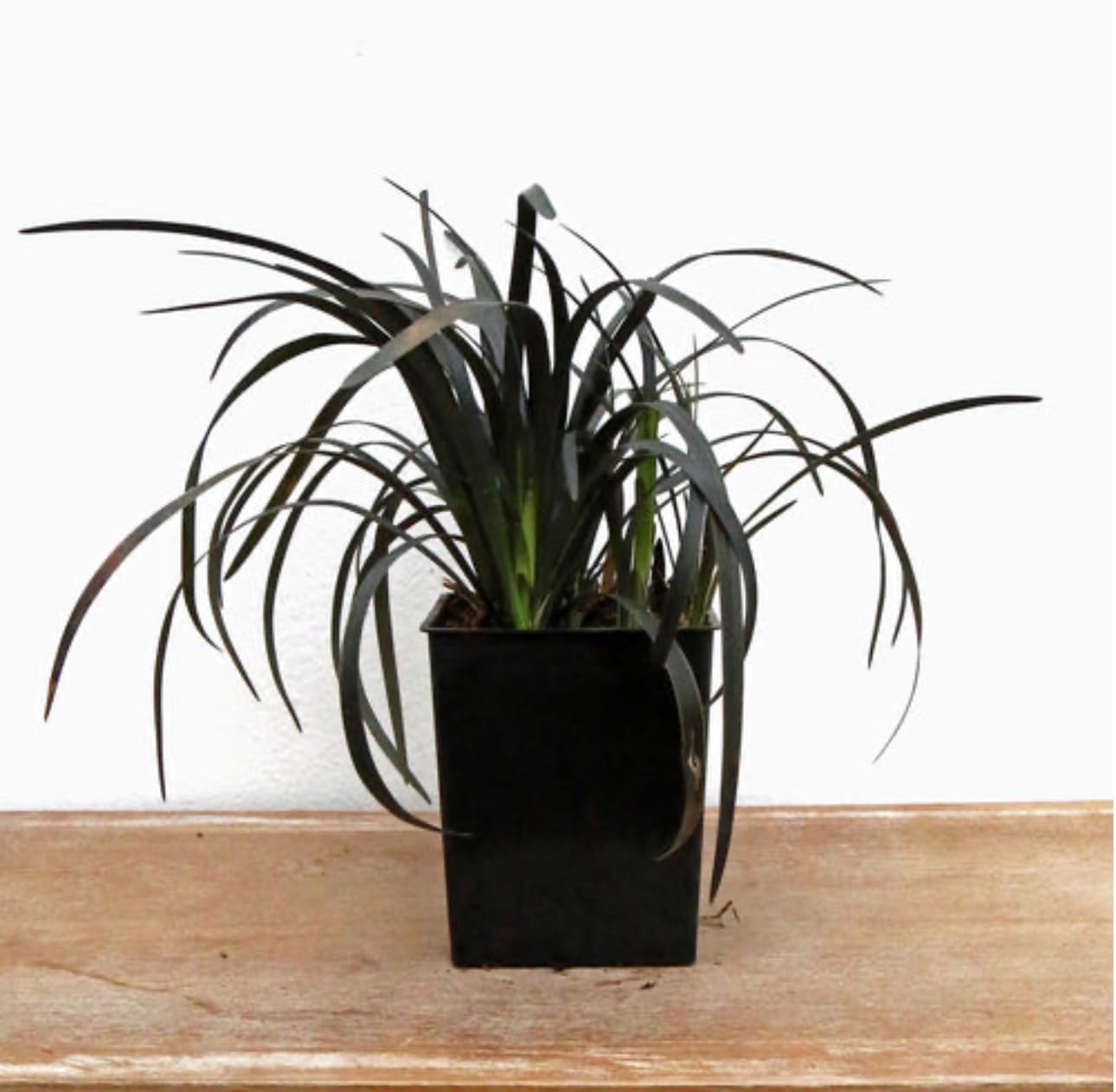 Amazon.com : Black Mondo Grass - Live Plant in 4 Inch Pot