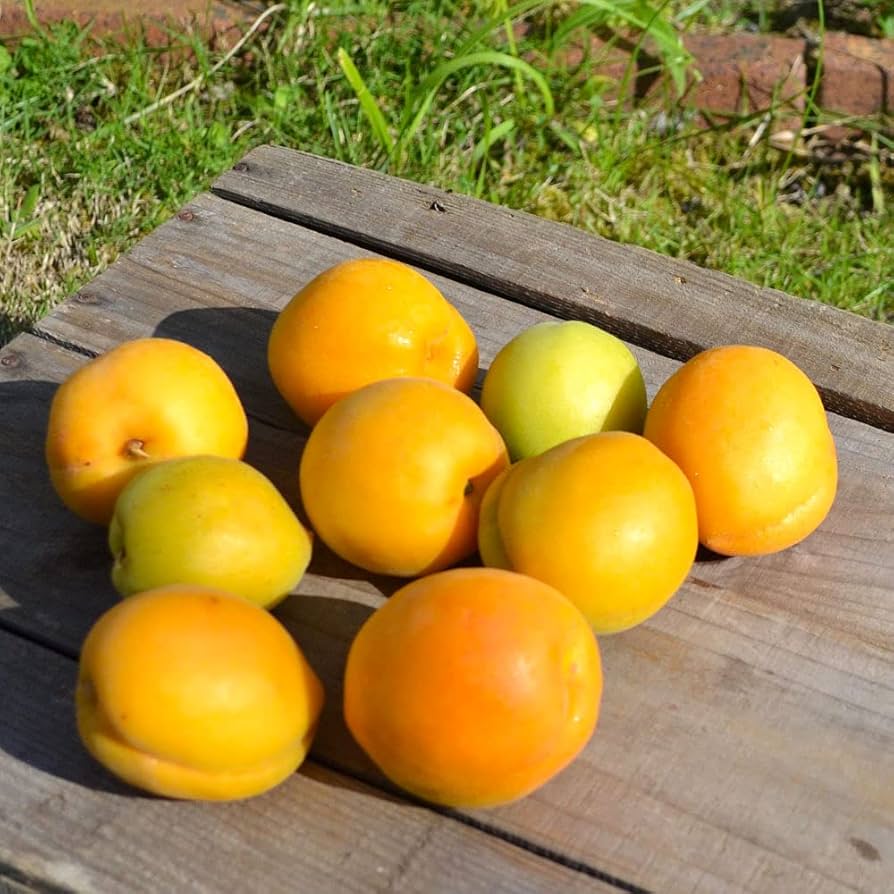 Amazon | 八助梅(はちすけうめ)サイズ混合2.5kg[青森県南部町産