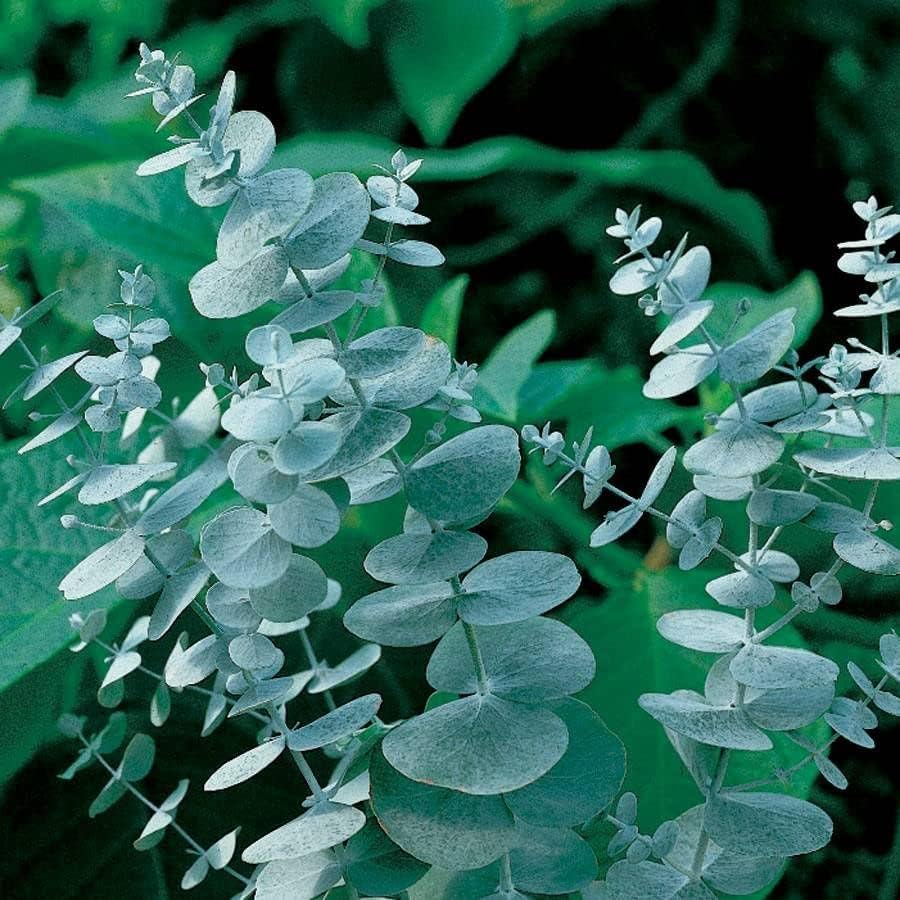 Park Seed Silver Dollar Eucalyptus Seeds