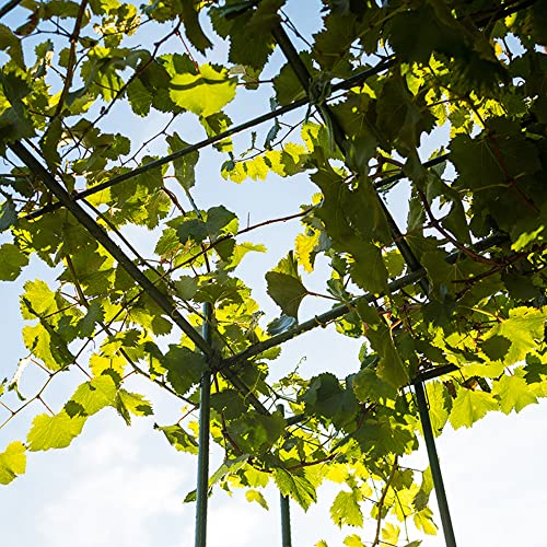 Pack of 25 Garden Stakes Sturdy Plant Sticks Plastic Coated Plant Stakes Support Metal Tomato Stakes for Cucumber, Strawberry, Beans, Trees (48 Inch) - Image 6