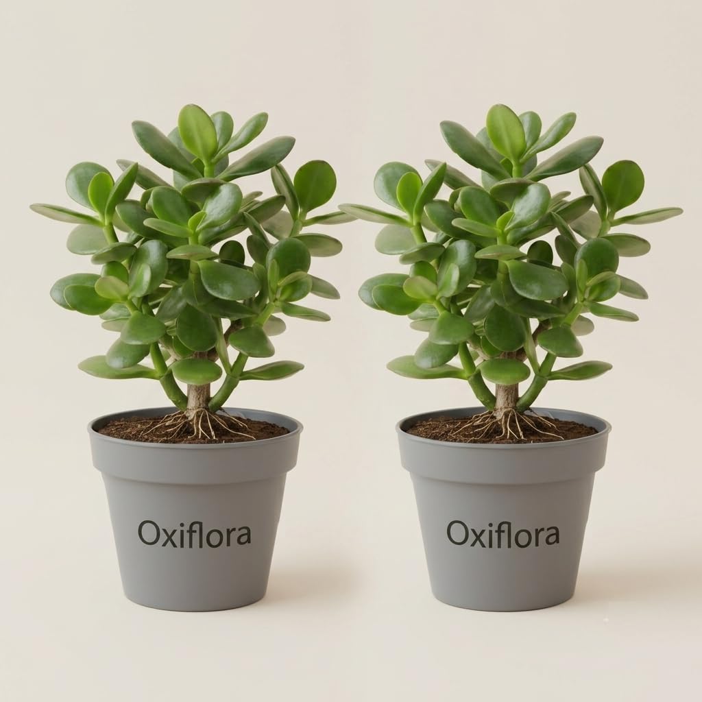 Jade Plant Combo Pack of 2 Live Indoor Plants | Dwarf Jade Succulent (Crassula Ovata) in Nursery Grow Pot | Low Maintenance Low Water Decorative Plant for Home Décor & Gifting-image-41
