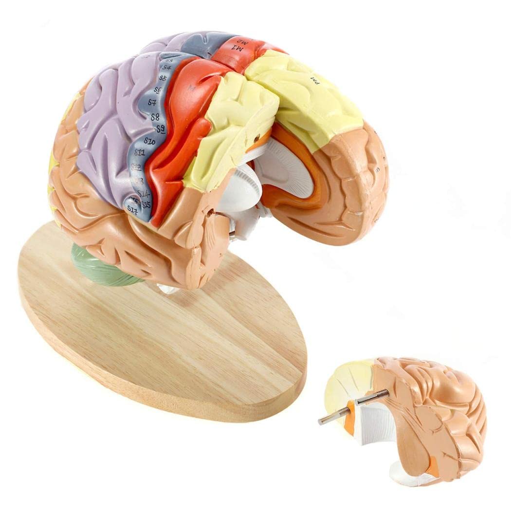Amazon.com: 2X Brain Anatomical Model Study Model Human Brain