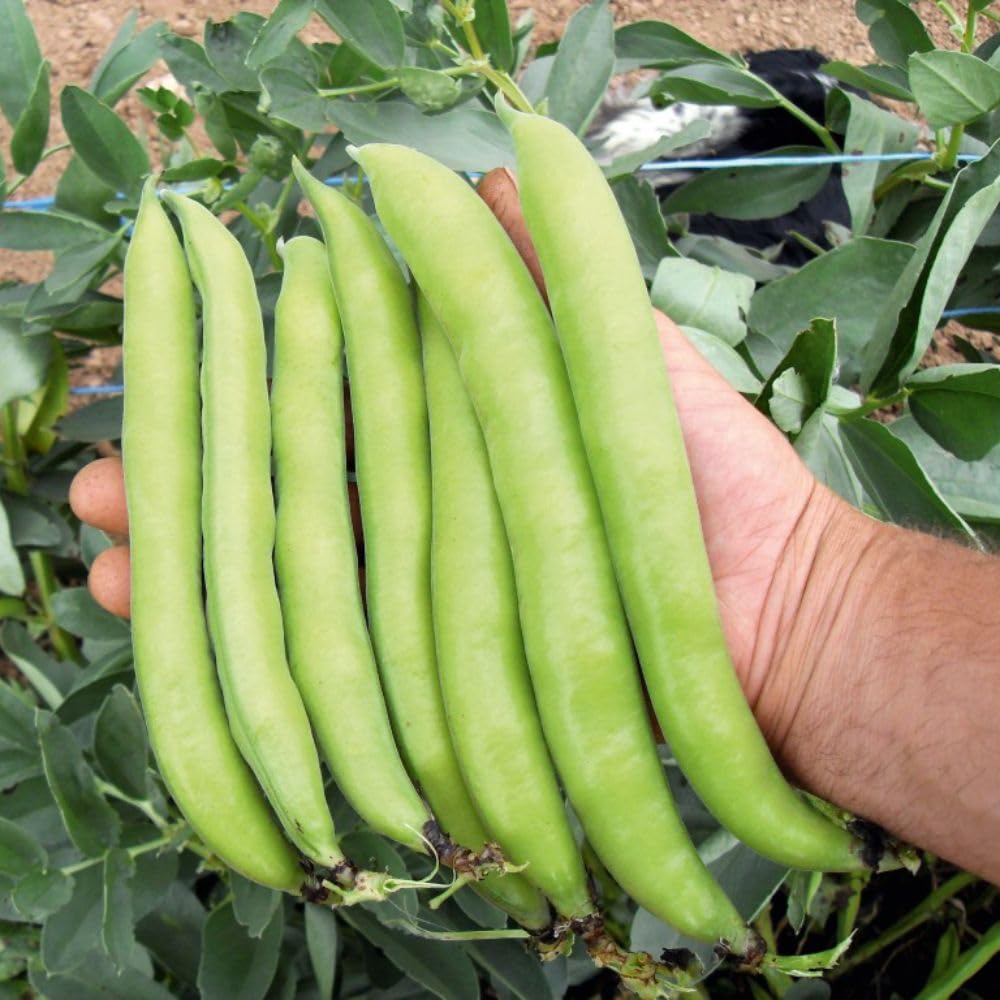 Broad Bean 'Luz de Otono' Seeds - Ideal for Overwintering, Autumn Harvests, Hardy Annual - 1 Packet (30 Seeds) by Thompson & Morgan