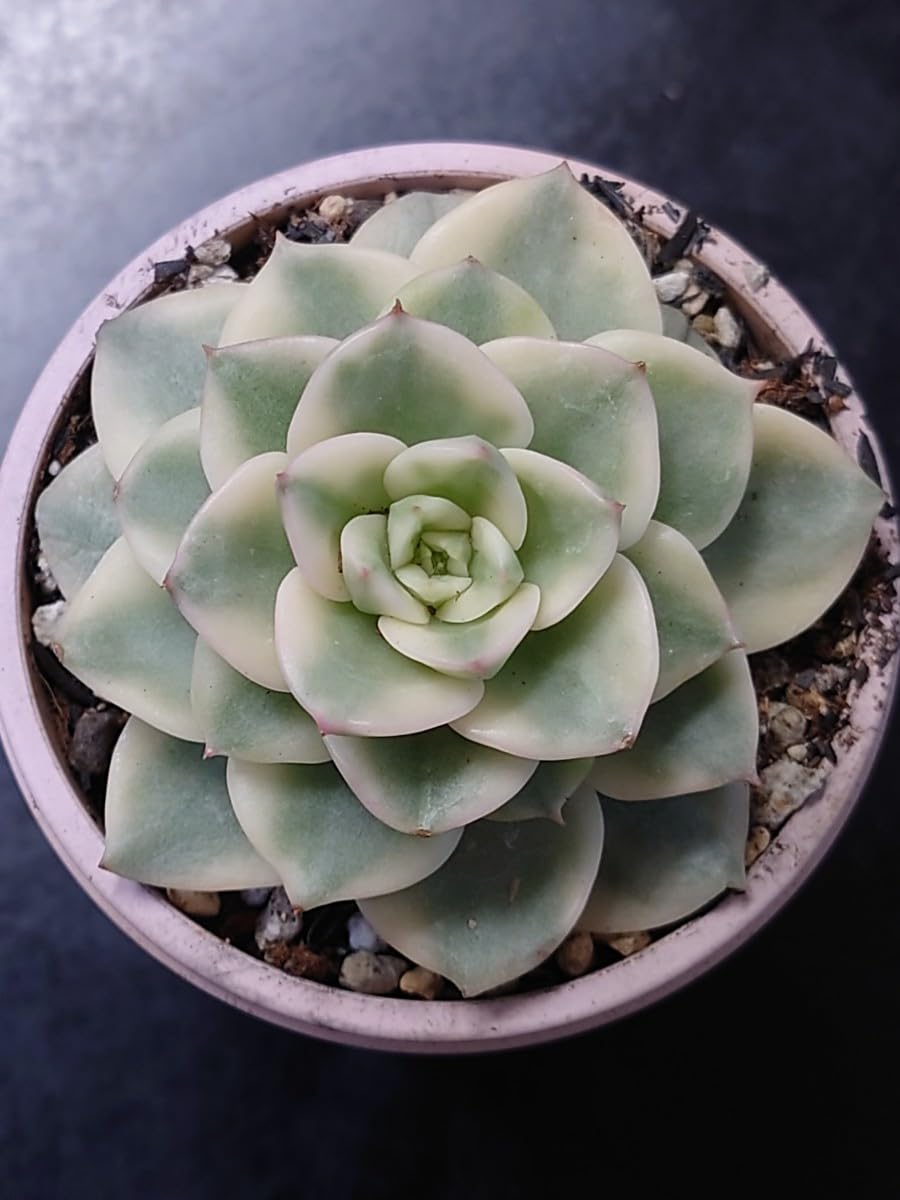 Amazon.co.jp: 多肉植物 韓国苗 ロウ牡丹錦 : おもちゃ