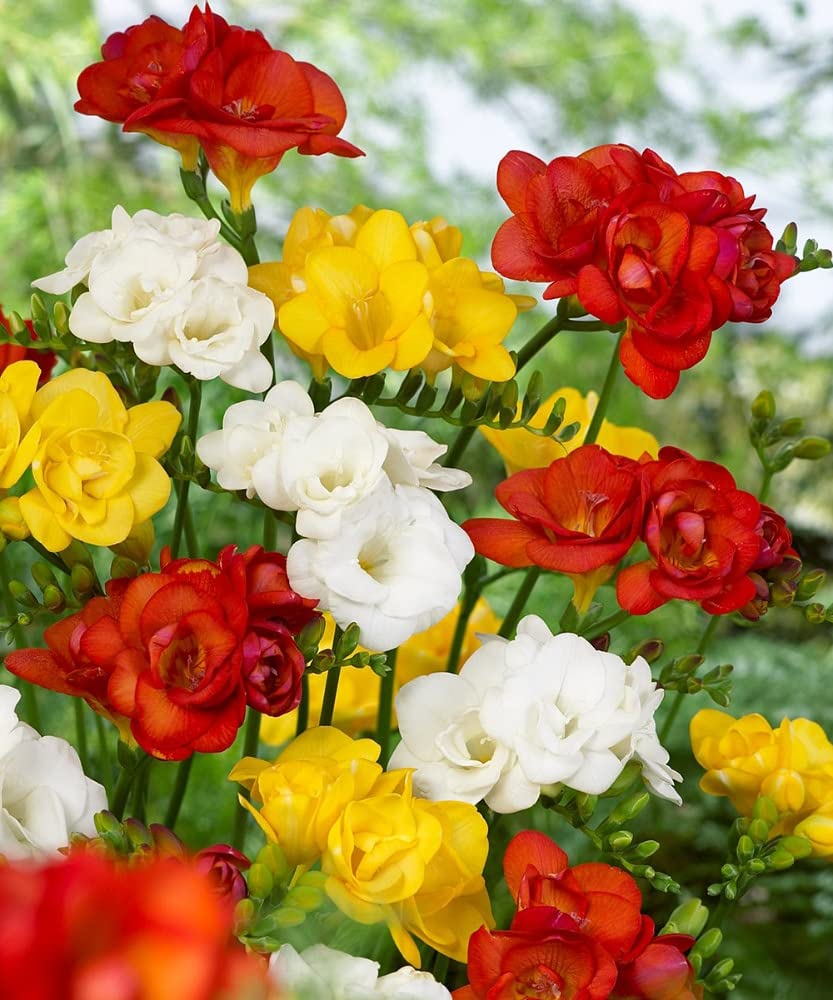 Plantogallery DL Freesia Double Fragrancive Flower Bulbs Big & Healthy Multicolor Pack (10 Bulbs) (B09RTFKY1R) Amazon Price History, Amazon Price Tracker