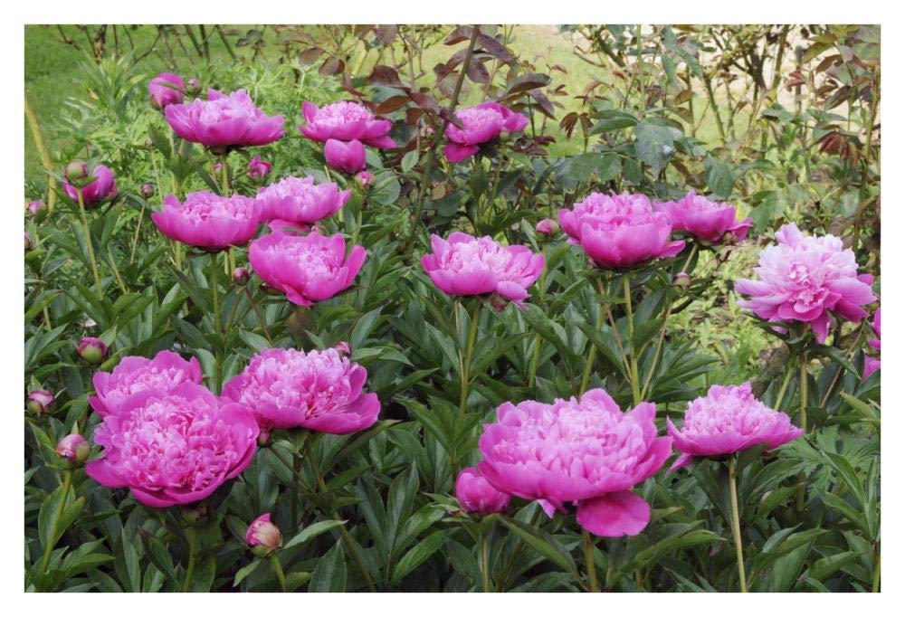 Artworks Italia Fleurs de pivoine Papier Art 96,5 x 66 cm