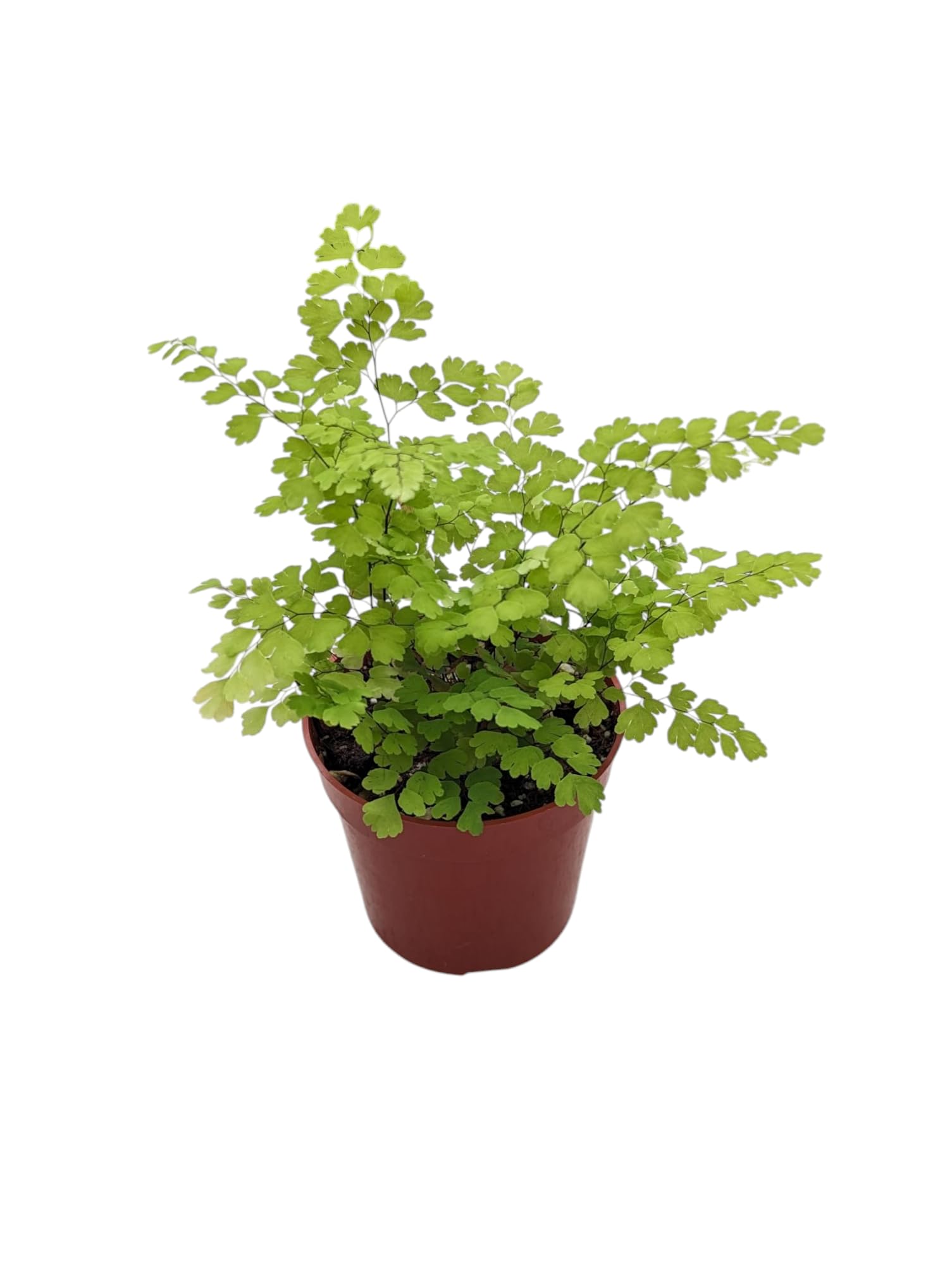 Live maidenhair fern in a four inch pot