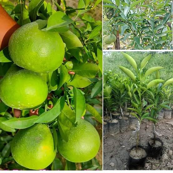 See full amazon price history chart for Taj Plant Veatnam All Time Malta Mousambi Lemon Fruit Tree Hybrid Grafted Healthy Plant Home Garden And rooftop Garden Plant Taj Plant Veatnam All Time Malta Mousambi Lemon Fruit Tree Hybrid Grafted Healthy Plant Home Garden And rooftop Garden Plant (B0D8ZZ8B69) Amazon Price History, Amazon Price Tracker