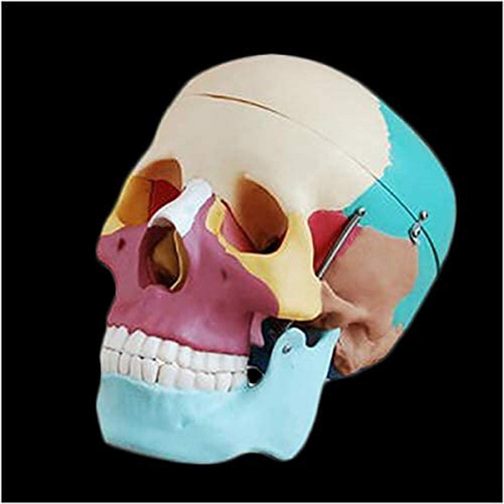 Kolorowy Model Anatomiczny Czaszki - 3-Częściowy Model Ludzkiej Czaszki - Naturalnej Wielkości Medyczny Model Czaszki Materiały Dydaktyczne Medyczne Dla Gabinetów Lekarskich