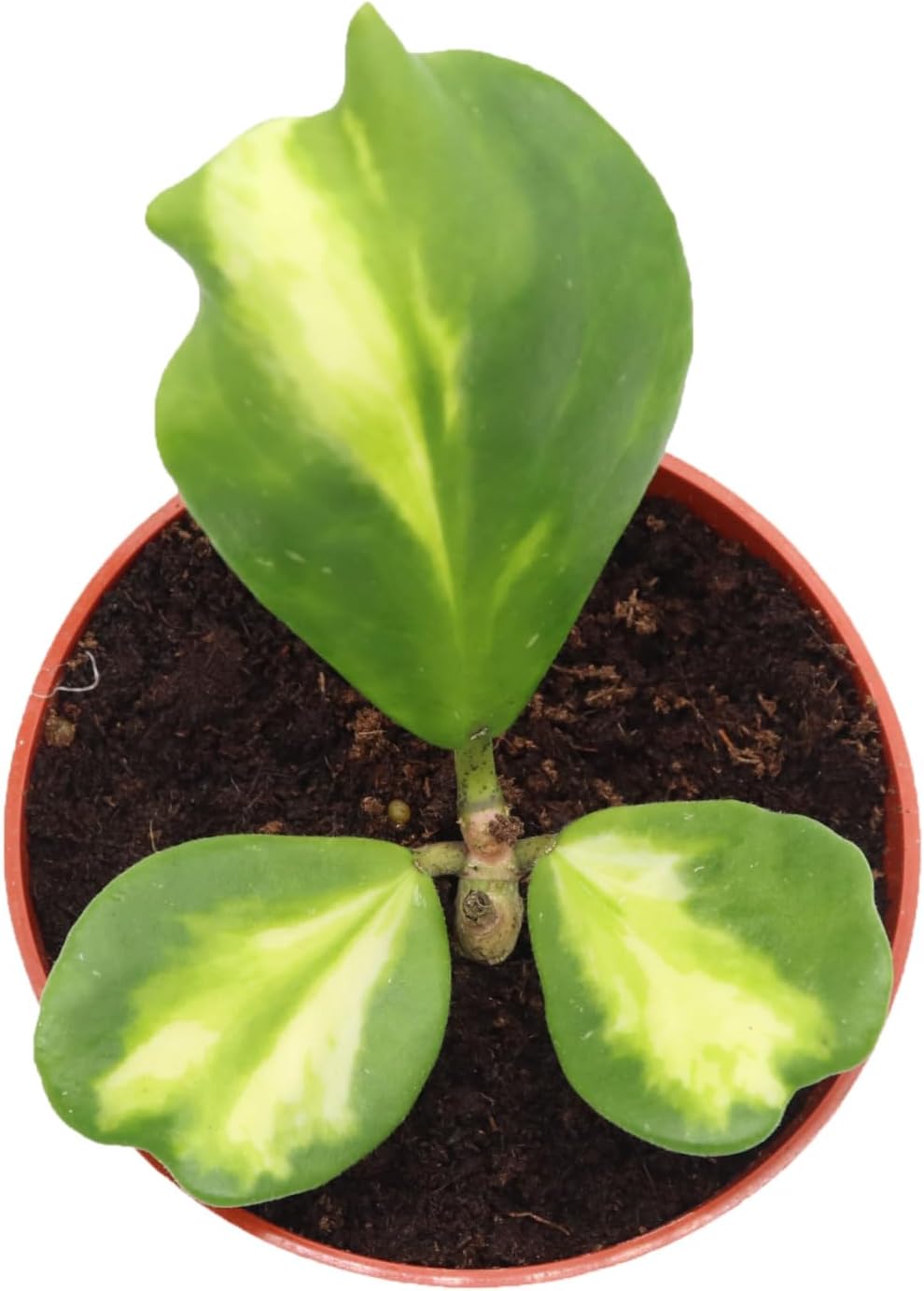 Hoya Kerrii 'Inner Variegated' - 4" from California Tropicals