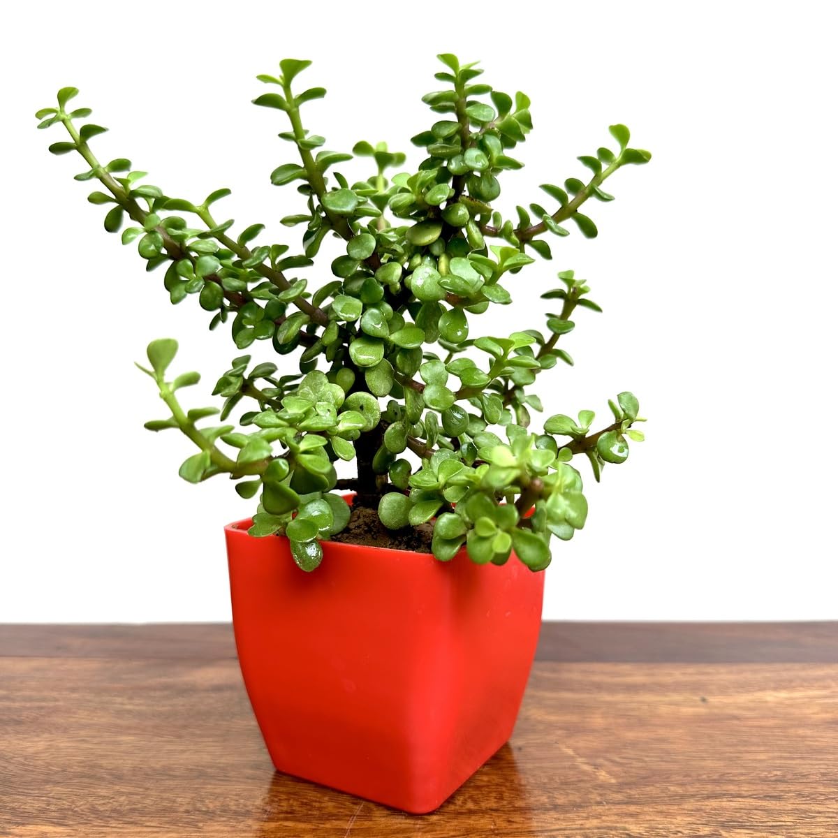 Good Luck Jade Plant with Plastic Blossom Pot - Office Table or Home Decor-image-37