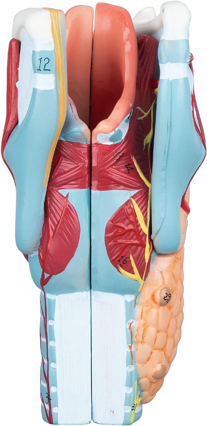 2X Human Larynx Model - Anatomically Accurate Throat Model Pharynx Model for Science Classroom