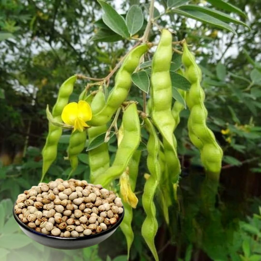 Green Paradise® Pigeon peas (Desi tuver) Seeds Pack (B0D5BXJWQB) Amazon Price History, Amazon Price Tracker