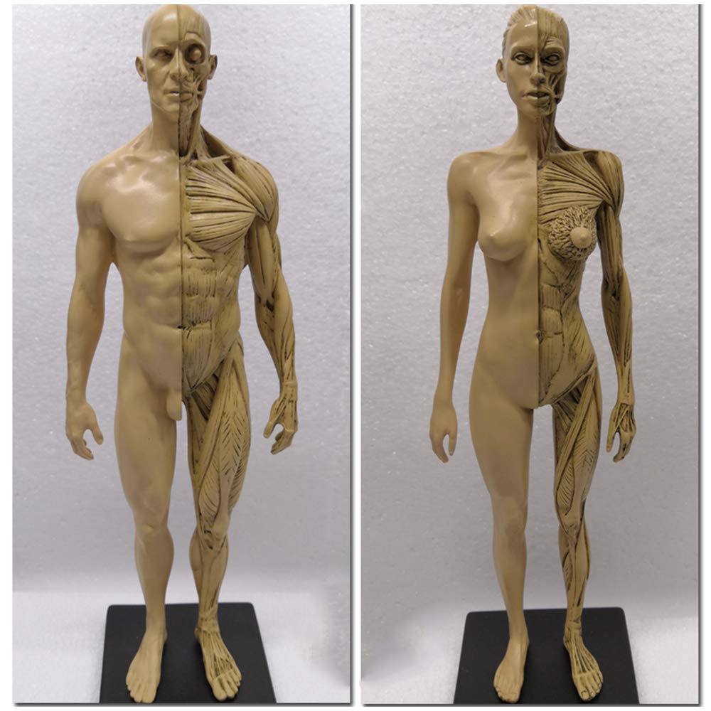 YNIYUJKL Human Body Musculoskeletal Anatomical Model Art Mannequin Model 11 Inch Female & Male Anatomy Figure Painting Model For Reference For Artists,A