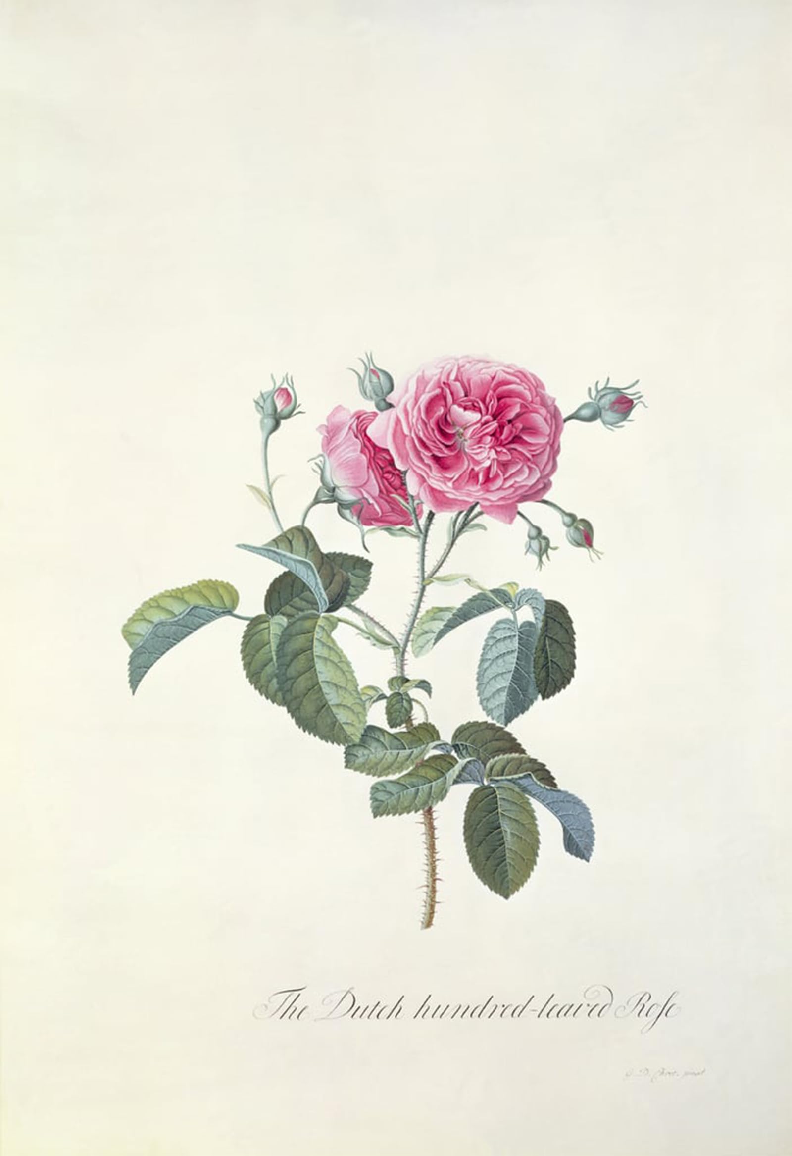 SERENDIPITP Retro Picture Poster Wall Art Pictures Painting Rose Dutch Hundred leaved Rose by Georg Dionysius Ehret Wall Art Canvas Print for Wall Decor 60x90cm