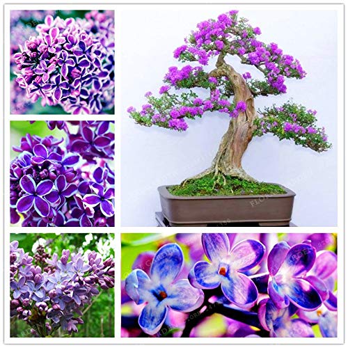 Pinkdose 50 Bunte Bonsai-Flieder-Pflanze Japanische Flieder (extrem  duftende) Nelke Blumen-Bonsai-Flieder-Bume im Freien Pflanze fr  Hausgarten: 2 : Amazon.de: Garten