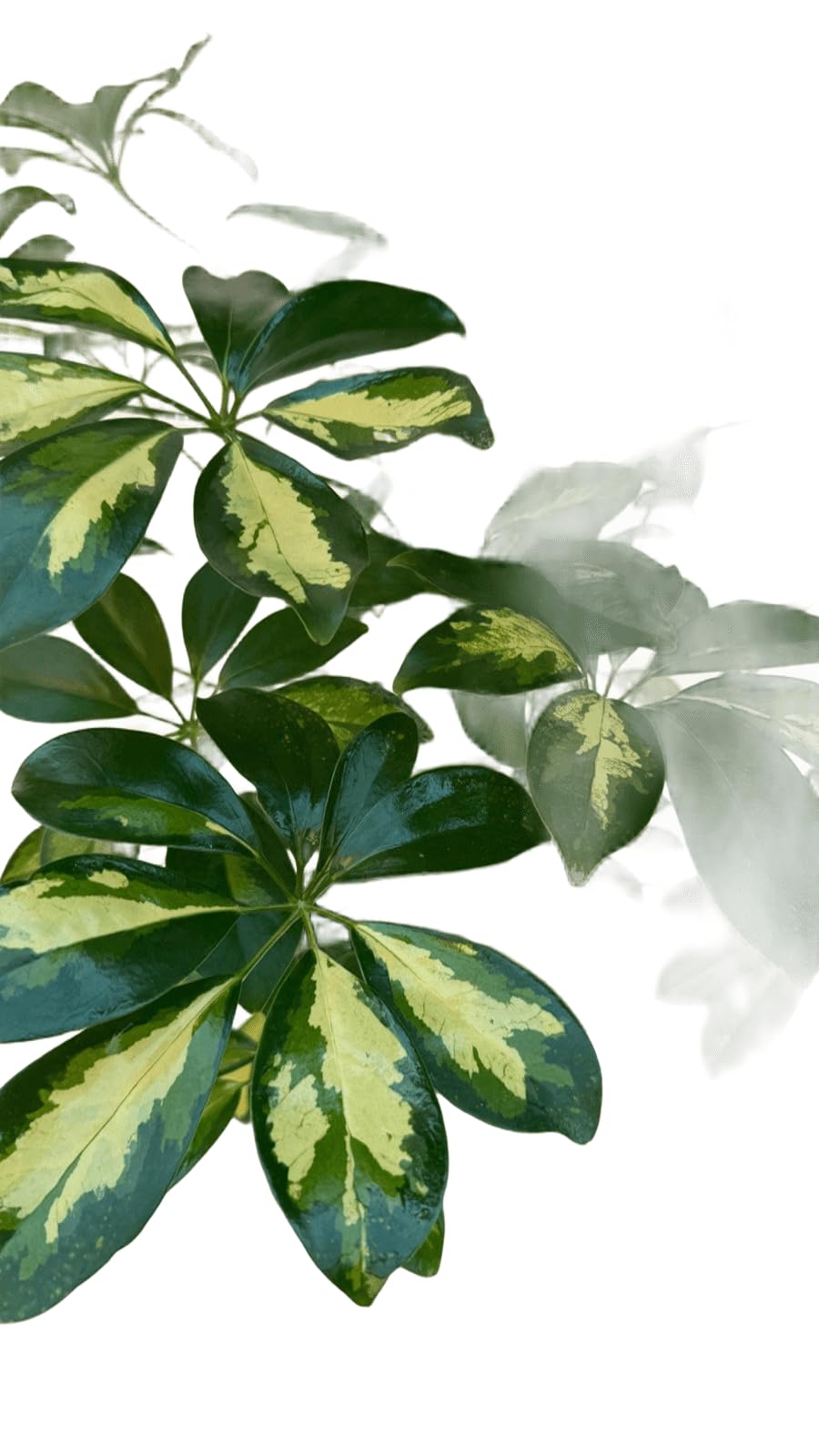 Vandas Schefflera Gold Capella – Pianta Ornamentale da Interno | Vaso Diametro 21 cm, Altezza 110 cm | Foglie Dorate e Purificanti | Made in Italy