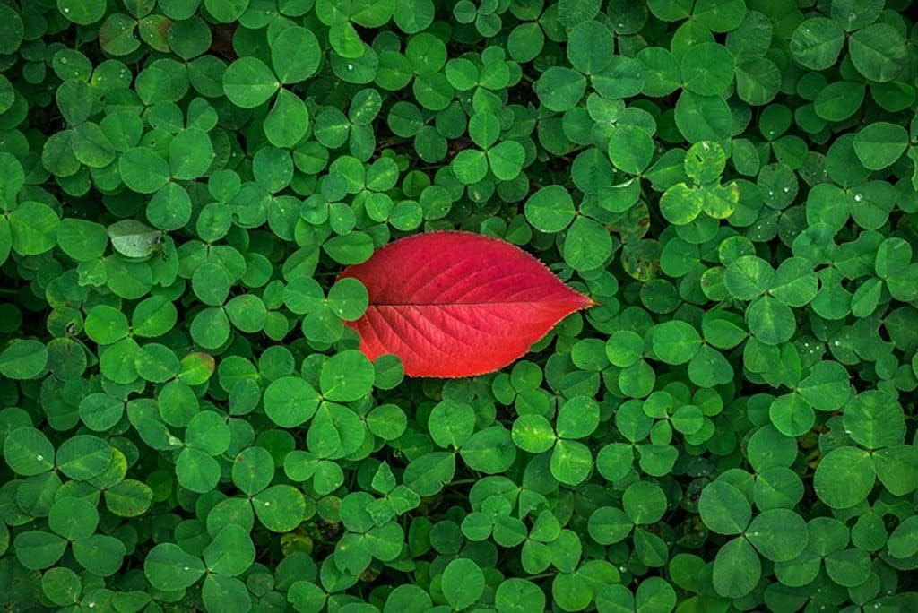 A3 ポスター 特価キャンペーン クローバー葉植物緑赤 壁紙ウォールステッカーポスター 4x297mm