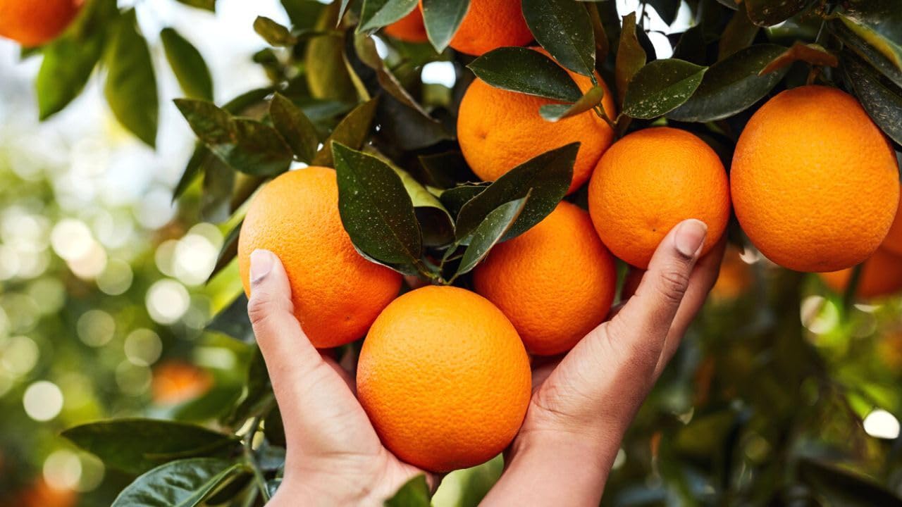 Abono ECOLÓGICO para Cítricos (Limoneros, Mandarinos, Naranjos...) de Gran Efecto Reverdesciente y Capacidad para Mejorar Frutos | Envase 800 GR | Apto Aplicación en Maceta y Suelo | Nexum Market