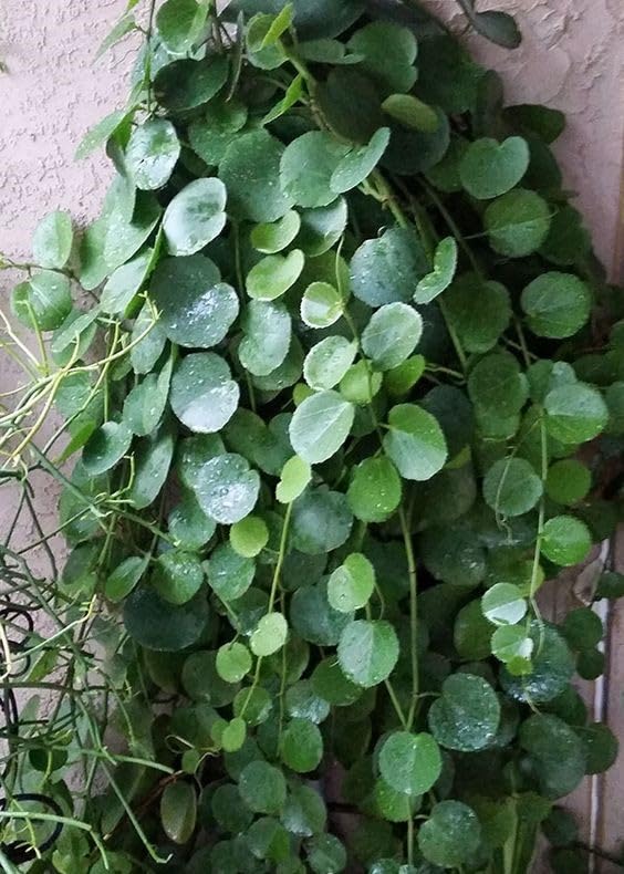 Rare Live Chinese Money Plant Pilea Peperomioides Indoor Live Plant (pack of 1 With Black) (B0CYPLVR3M) Amazon Price History, Amazon Price Tracker