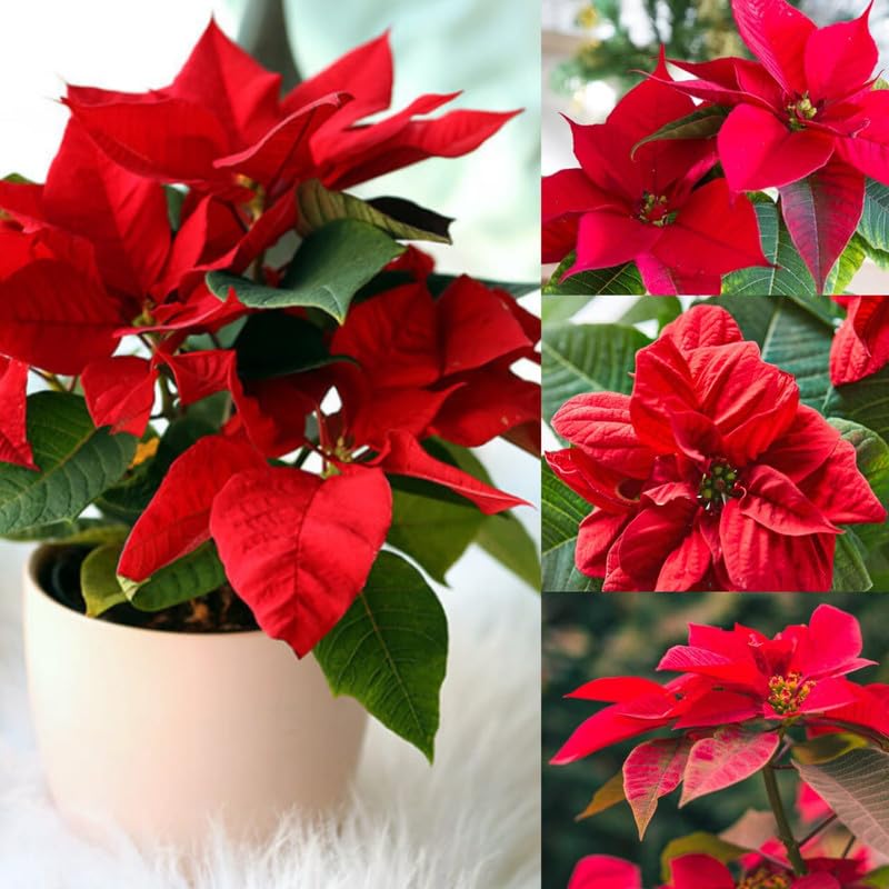 Real Red Poinsettia (Euphorbia pulcherrima) Live Plant (Pack of 1 Live Plant)-image-4