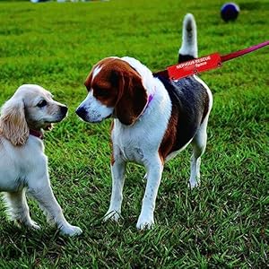 Funny Dog Leash Sleeve Nervous Rescue Space Dog Leash Wrap Wrap Alert Hanging Id Patch Tag Pet Birthday Giftnervous Rescuesleeve  Cucciolini Doodles Funny dog leash sleeve nervous rescue space dog leash wrap wrap alert hanging id patch tag pet birthday giftnervous rescue sleeve   cucciolini doodles