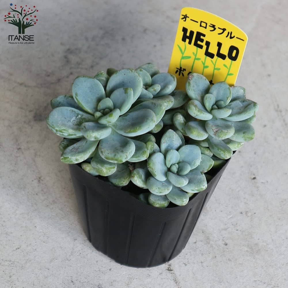 Amazon.co.jp: セダム オーロラ ブルー 3号ポット 4個セット【品種で