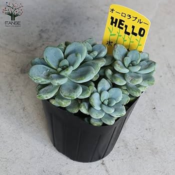 Amazon.co.jp: セダム オーロラ ブルー 3号ポット 4個セット