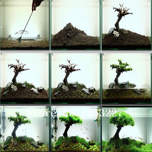 100 semillas/Semillas de hierba bolsa de acuario de agua Hierbas semillas aleatorias de la planta acuática cubierta de hierba Semillas de embellecimiento de la planta