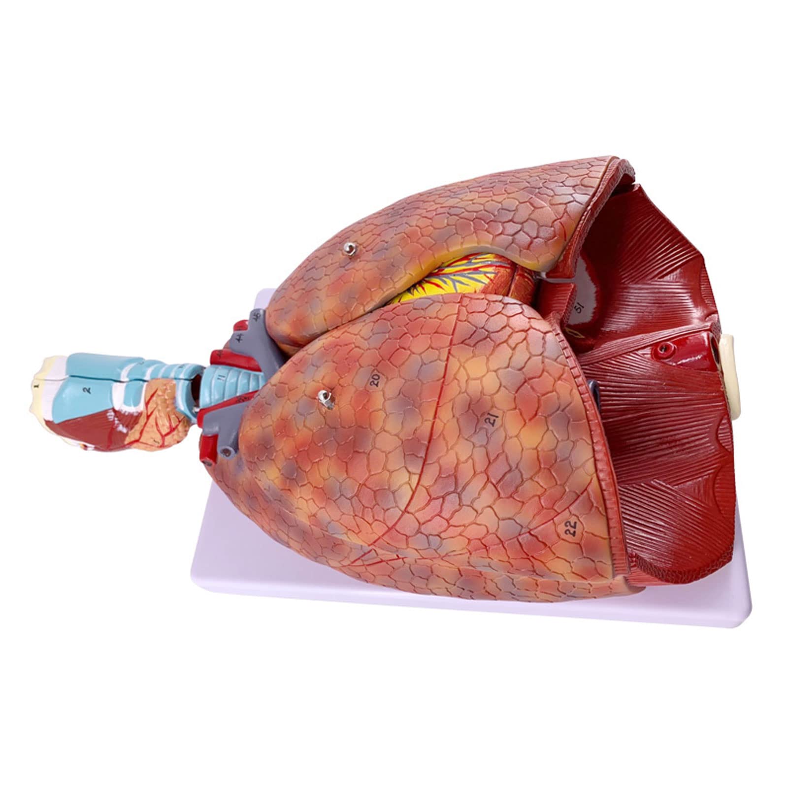 Anatomia anatomiczna człowieka Układ oddechowy Model medyczny gardło serce płuco płuco z krtanią nauczanie medyczne modele anatomiczne
