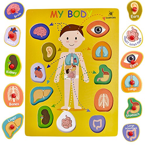 Wooden Peg Puzzle, My Body - Inside - Learning Educational Pegged Puzzle for Toddler & Kids (11 pcs) Gleeporte - Thumbnail 6