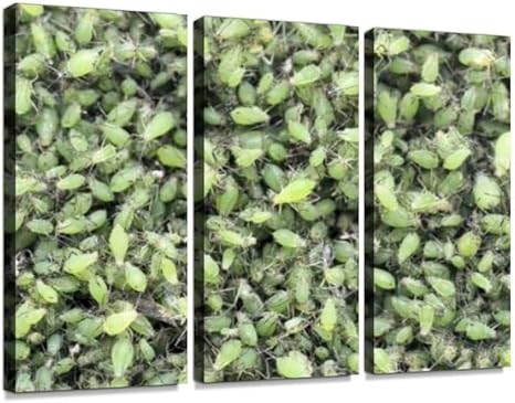 Amazon アブラムシ 昆虫 虫 生き物 自然 害虫 植物 油虫 茎 アリマキ 吸う 吸い付く 小さい 緑 緑色 春 成長 初夏 夏 日本 屋外 たくさんモダン アートボード 壁アート 壁掛け モダンアート 壁飾り木枠セット 壁芸術 新築祝い 造花 オンライン通販 Amazon アブラムシ 昆虫 虫 生き物 自然 害虫 植物 油虫 茎 アリマキ 吸う 吸い付く 小さい 緑 緑色 春 成長 初夏 夏 日本 屋外 たくさんモダン アートボード 壁アート 壁掛け モダンアート 壁飾り木枠セット 壁芸術 新築祝い 造花 オンライン通販