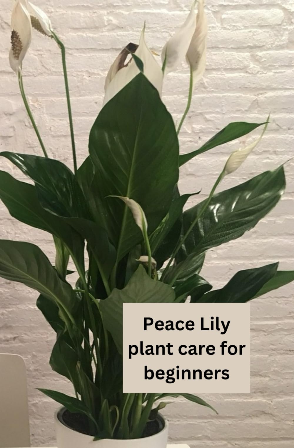 How to Care for your Peace Lily plant: How to look after, care and grow the peace lily plant, whether you are a beginner or a pro house plant parent