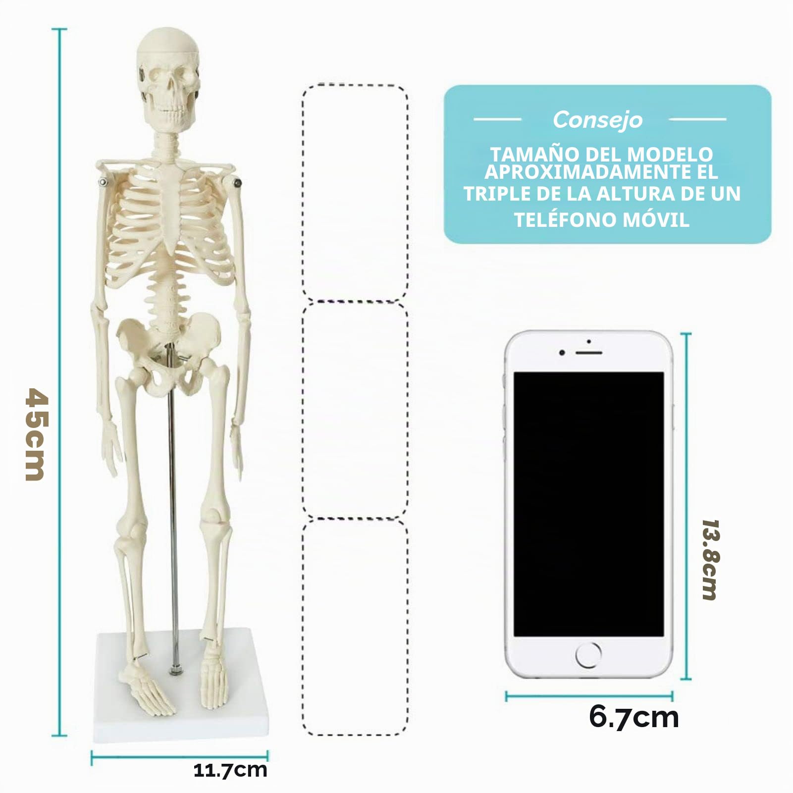 Juego De 3 Modelos Anatómicos, Cuerpo + Esqueleto + Corazón