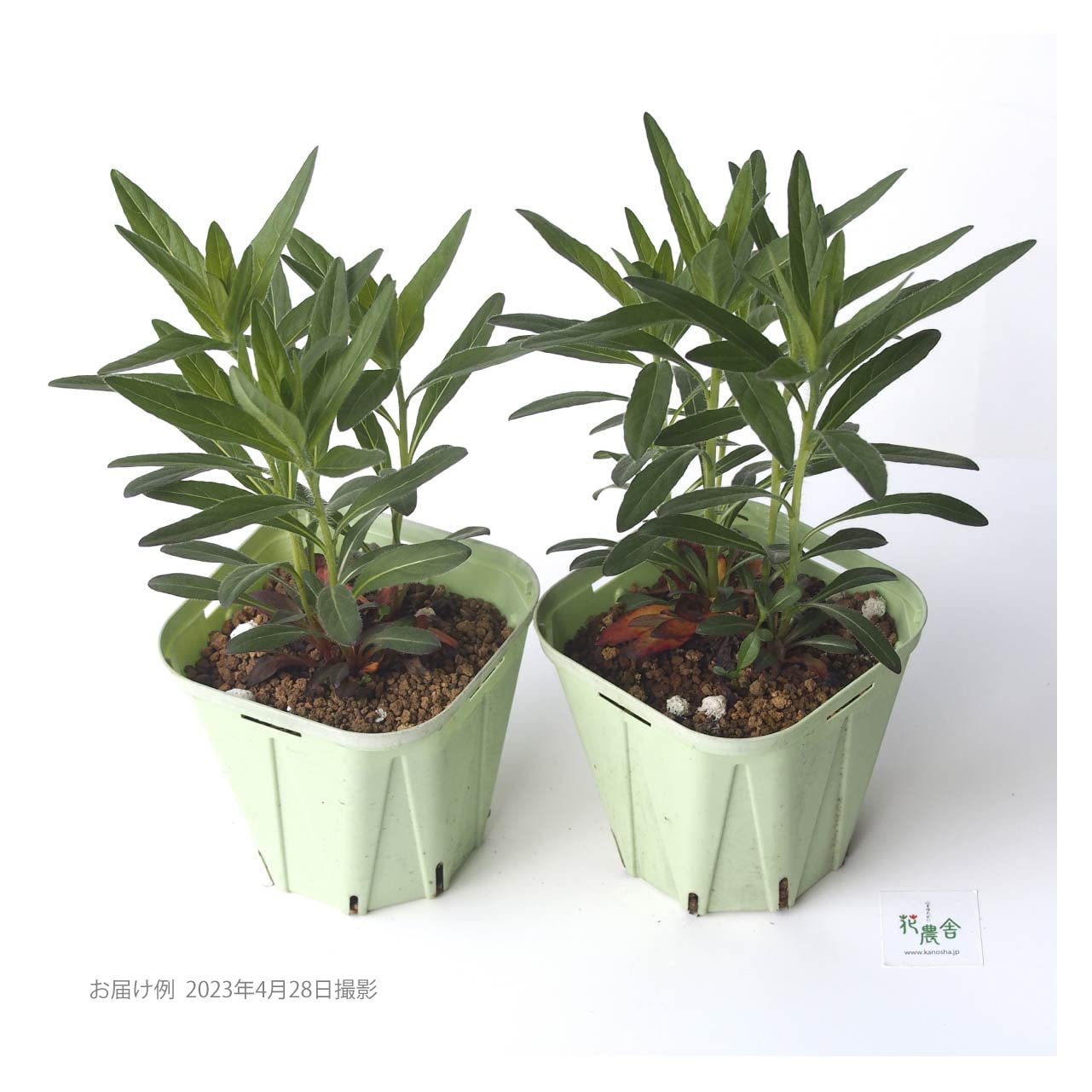 Amazon.co.jp: 黄花 昼咲き月見草 大苗 10.5cmポット 2苗 : DIY・工具