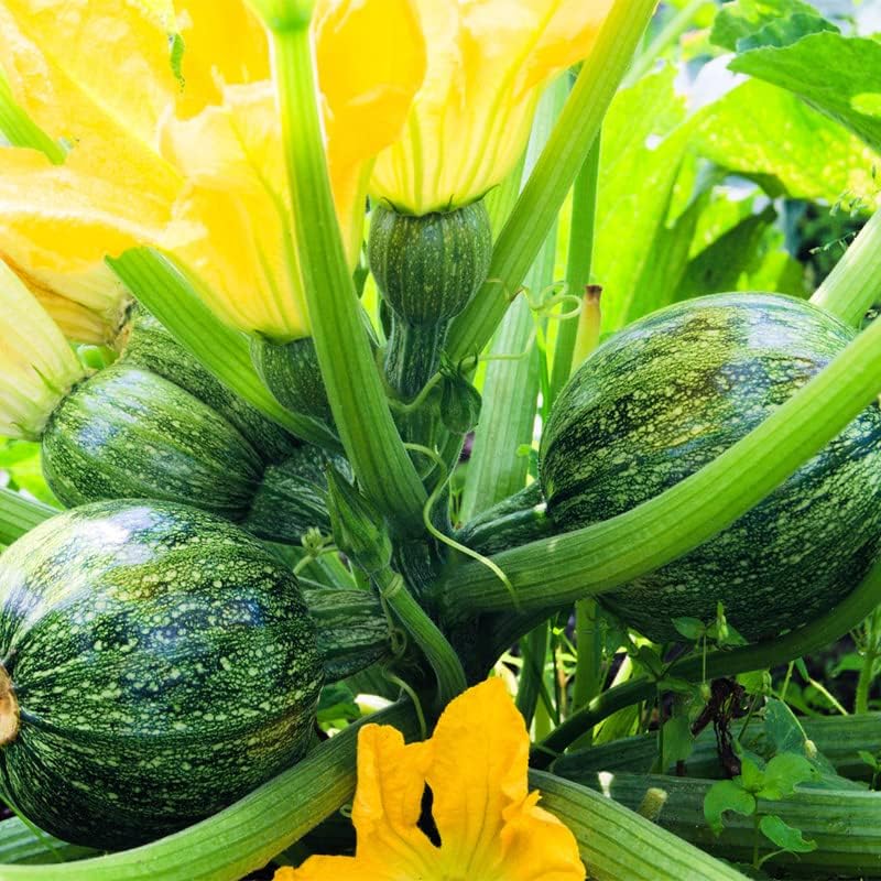 Miniatura 6 de Calabacín Redondo (25 Semillas)