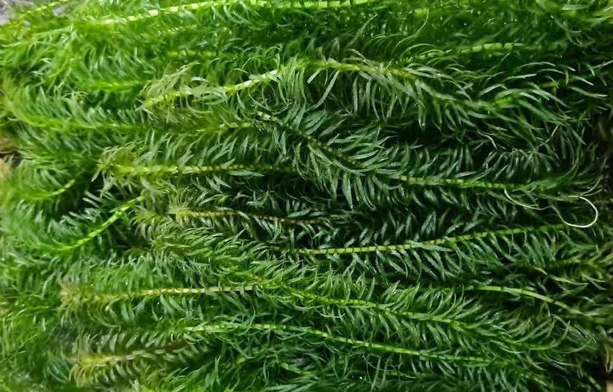 Live Guppy Grass Aquarium Fish Tank Plant, Najas Sp Major., Portion, Grows Very Fast, Fry Saver