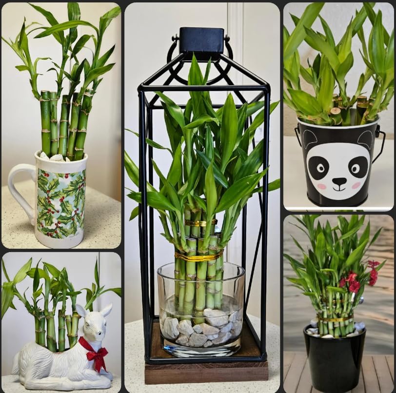 10 Lucky Bamboo Plants 6 inches Each Free Butterfly Stake, No Green Thumb Required! Just add Water, Indoor Perennial Plants, Ideal Gift, Feng Shui