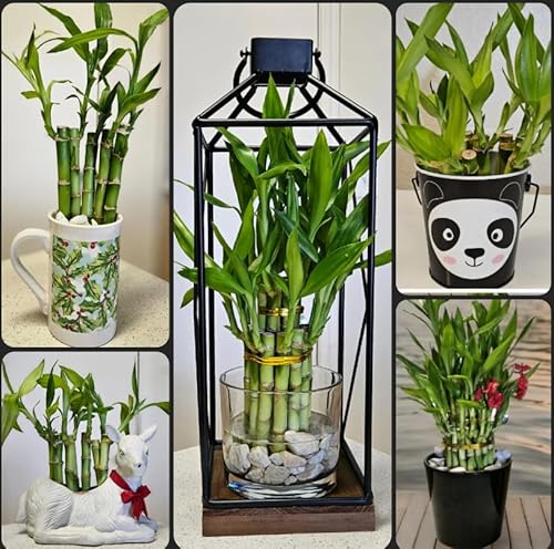 10 Lucky Bamboo Plants 6 inches Each Free Butterfly Stake,