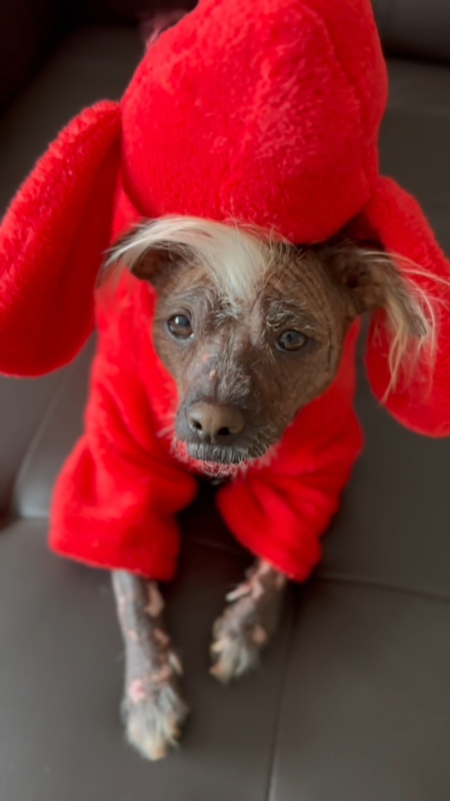 Disfraz para perro Clifford miniatura 5