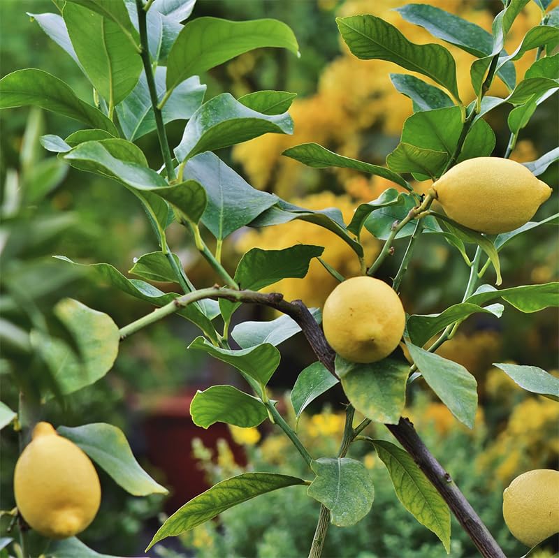 Concime Per Agrumi 0.500 Kg - Per Limoni, Aranci, Mandarini, Kumquat, Con Regolamento UE 2019/1148 - Foto 9