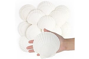 4" - 5" Scallop Sea Shells - 16 Pack of Natural White...