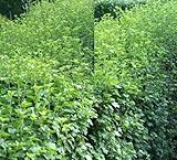 weidenstecklinge im sommer  150 Stecklinge Zierjohannisbeere für 30 Meter Hecke
