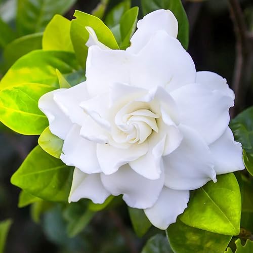 YEGAOL Garden - Semillas de jazmín de capa fragante para interiores y exteriores, hojas anchas, arbustos perennes, resistentes a ciervos, flores