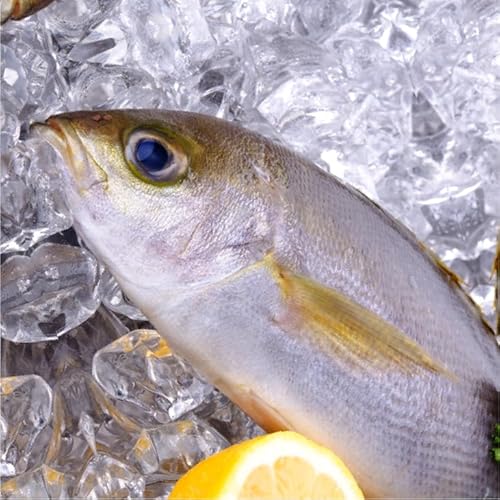 活〆いさき 1尾 400g 下調理できます[イサキ] 三枚おろし(皮付き)でお届けのサムネイル