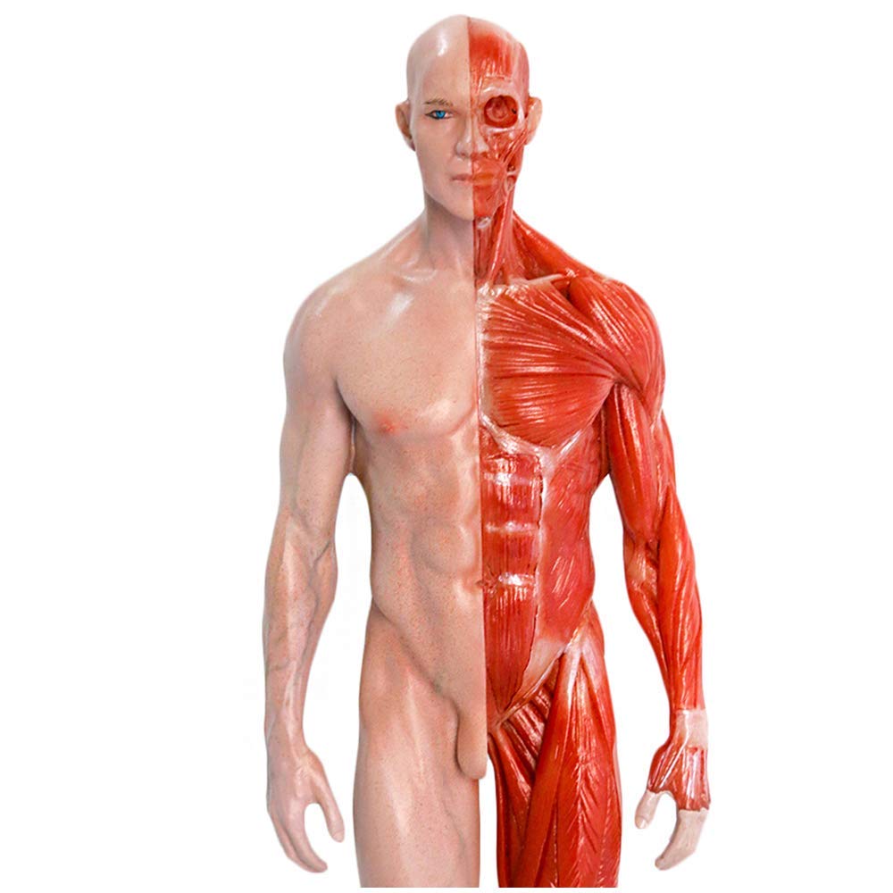 Sjdopulse Men's Human Anatomical Muscle Bone Model - 11.8Inch Anatomy Figure - For Fine Art Copy Sculpture Reference, Artist Drawing Study