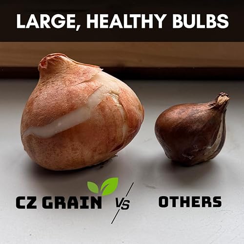 Miniatura 8 de Bulbos de trébol de Iron Cross, 10 bombillas para plantar, tréboles de cruz de hierro, crecimiento rápido durante todo el año, en interiores o