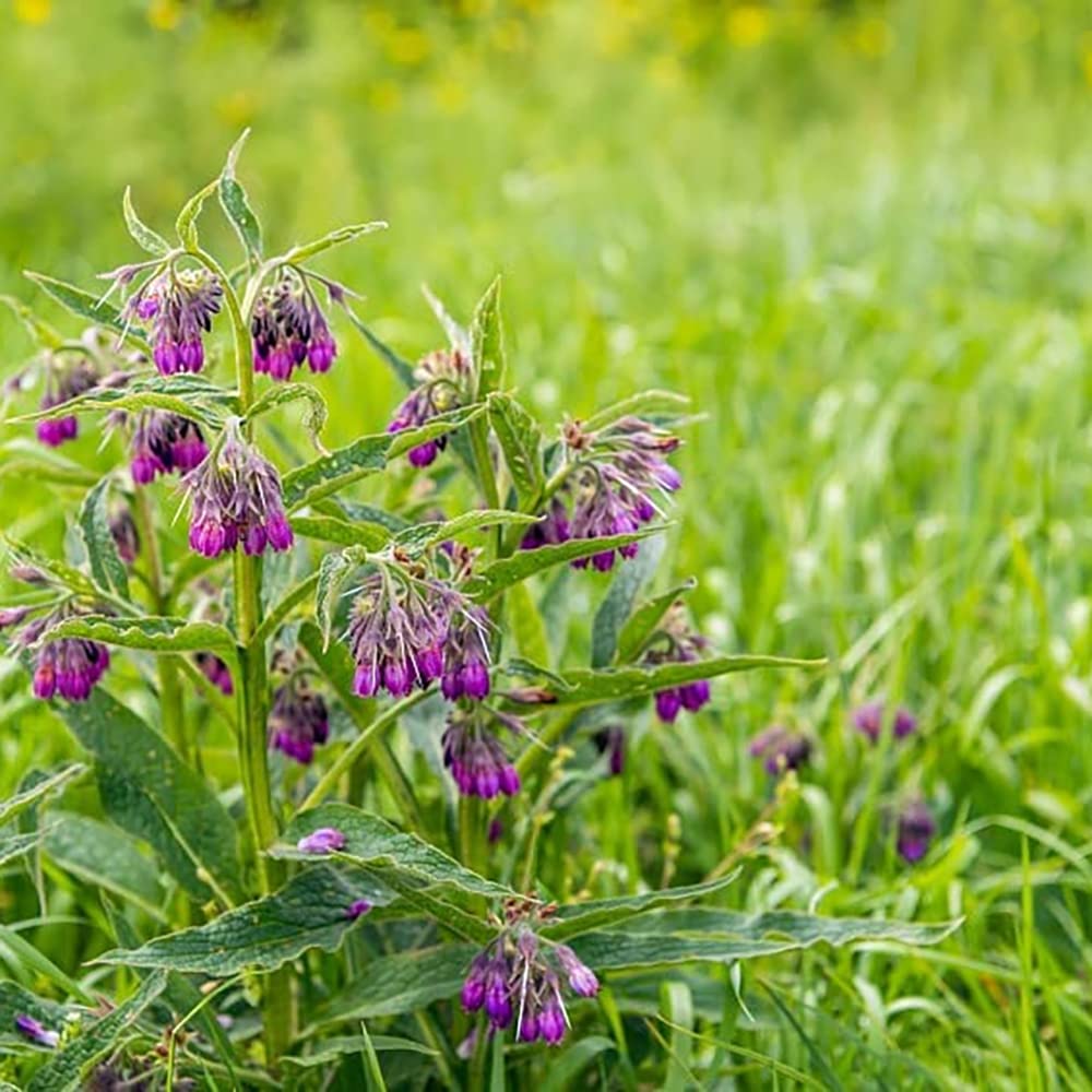 100pcs Pink Comfrey Seeds Home Garden High Germination Rate Widely Cultivated Around The World Rich in Colors Unique in Flower Shape Art Decoration