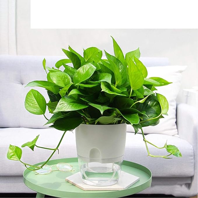 Whether you are a novice plant owner or a seasoned gardener, these 6 Inch Self Watering Planter Pots are a great addition to your indoor garden. The wick rope system makes it easy to keep your plants hydrated, allowing you to enjoy beautiful and thriving plants with minimal effort. The pack of three pots gives you the flexibility to display multiple plants or create a cohesive indoor plant arrangement in your home or office. Description by ChatGPT.